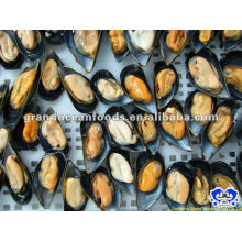 Viande de moules congelées aux fruits de mer en coque IQF